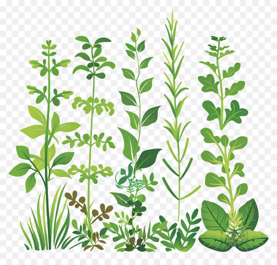 Taman Herb，Herbal PNG