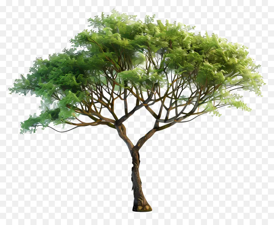 3d Acacia Tree，Pohon PNG