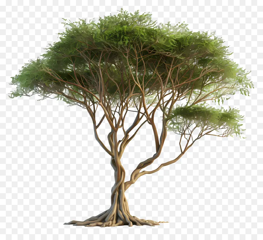 3d Acacia Tree，Pohon PNG