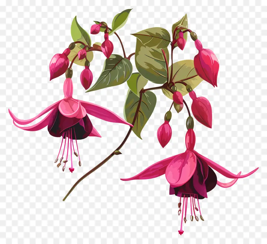 Bunga Fuchsia，Bunga Fuchsia Merah Muda PNG