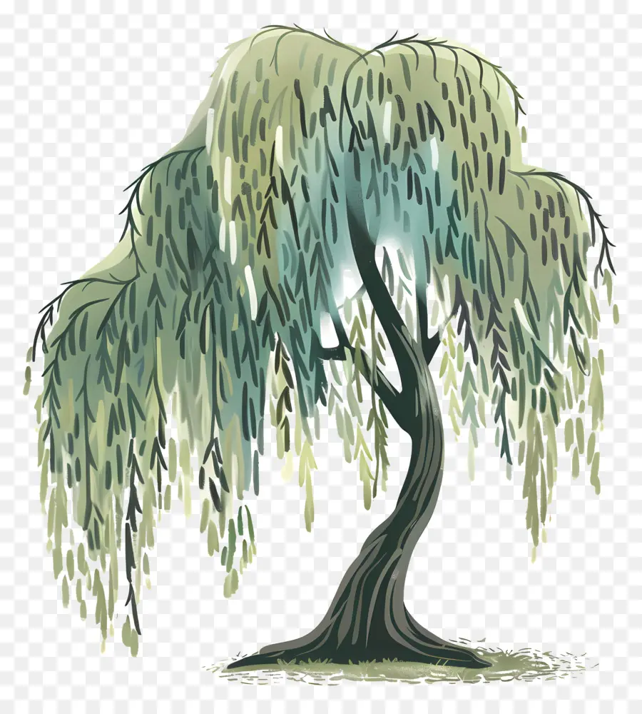 Pohon Willow，Menangis Pohon Willow PNG