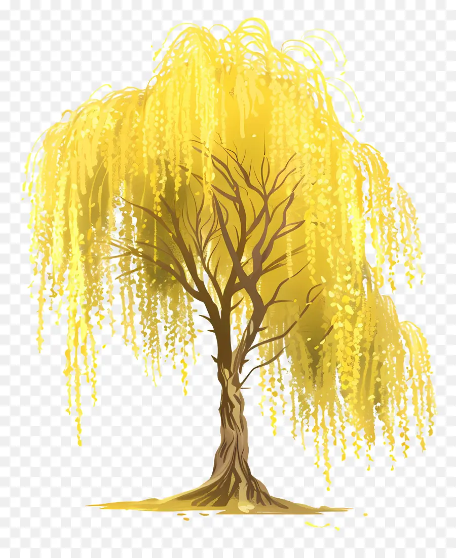 Pohon Willow，Menangis Pohon Willow PNG