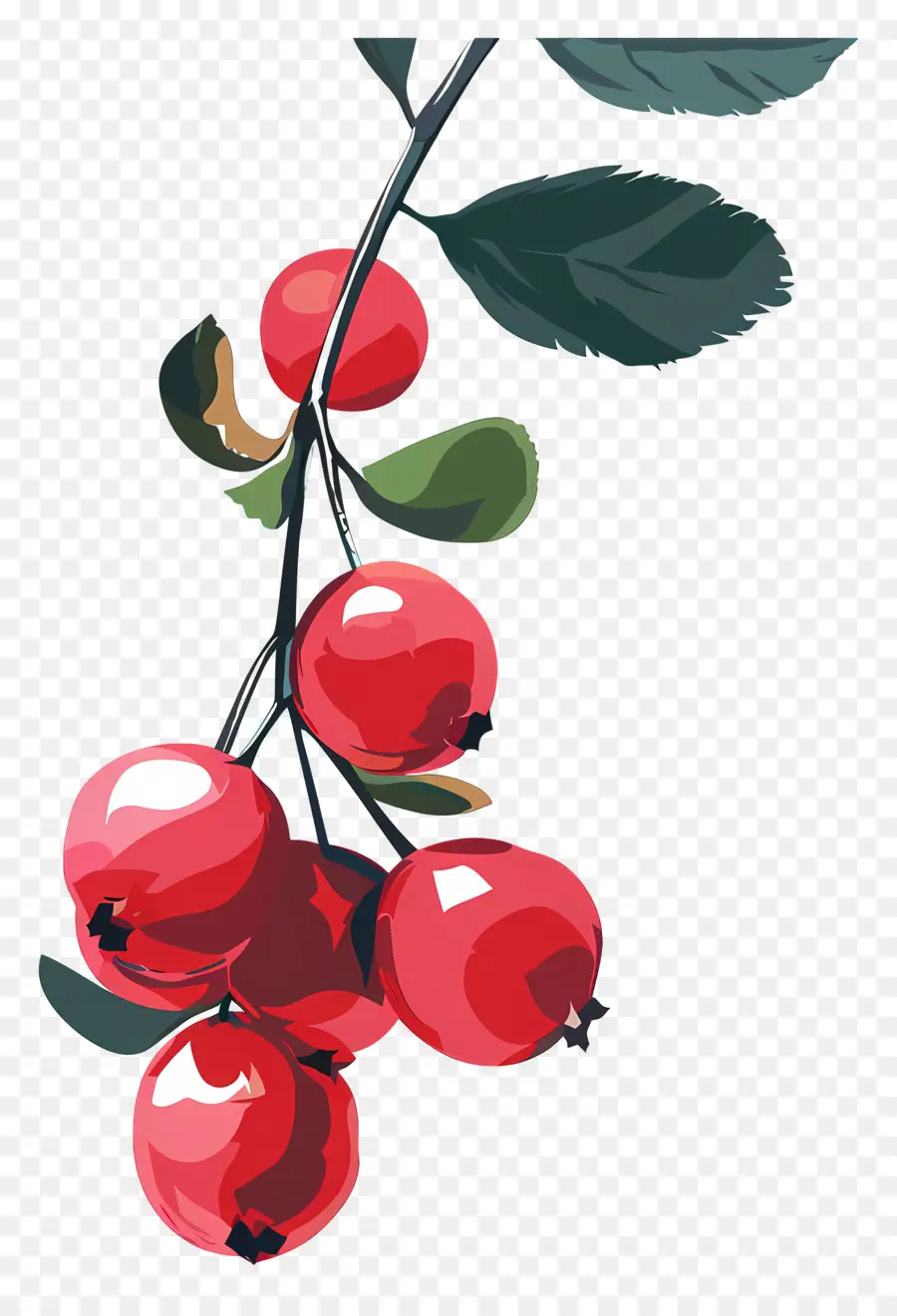 Cranberry，Buah Merah PNG