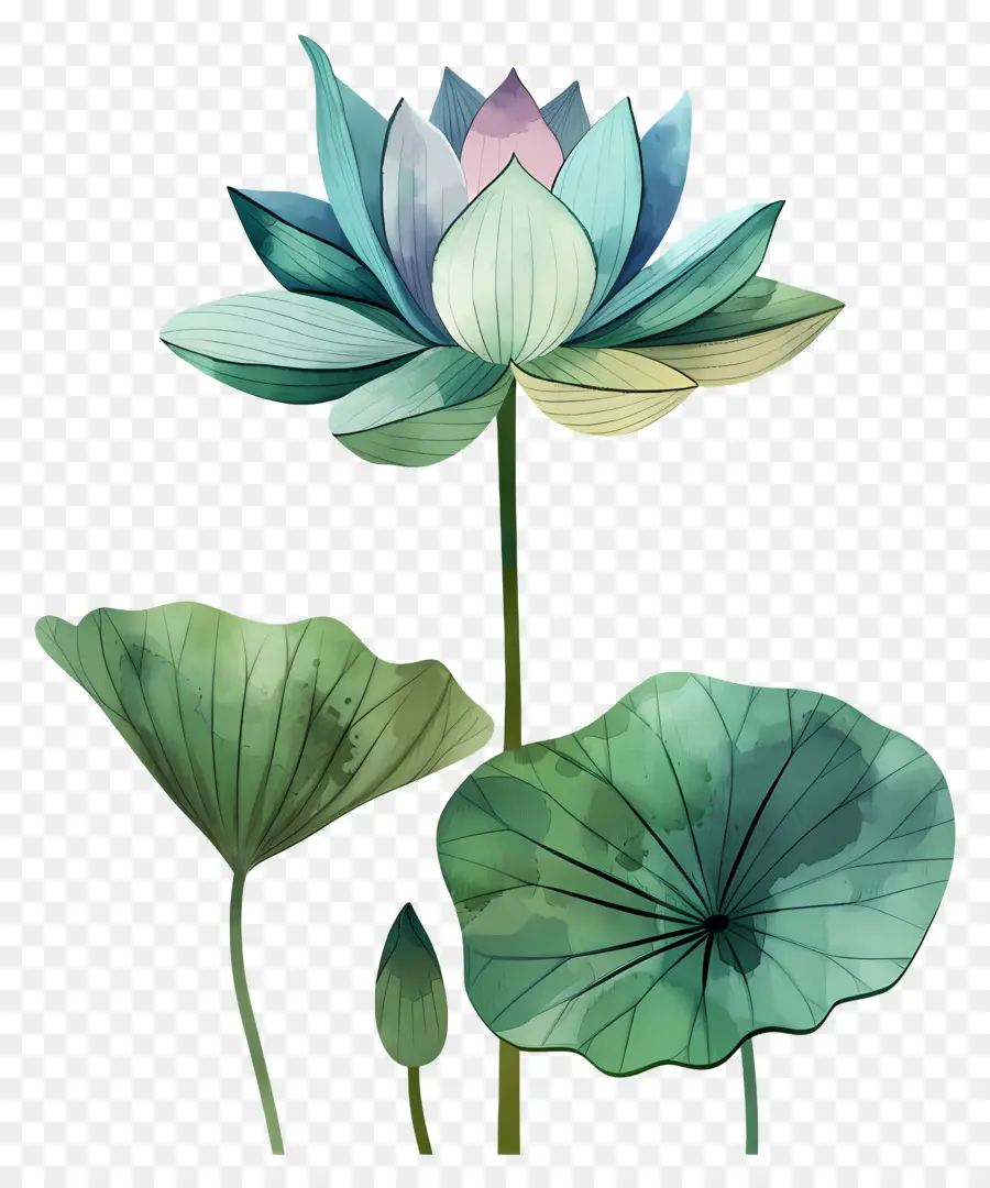 Bunga Teratai，Lily Air PNG