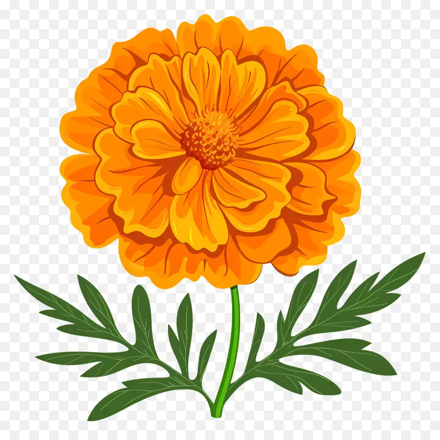 Bunga Marigold，Orange Bunga PNG