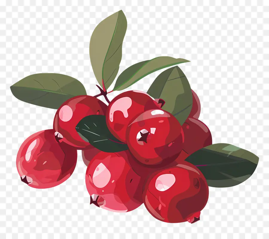 Cranberry，Matang PNG