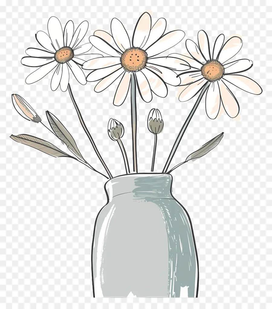 Daisy Buket，Aster PNG