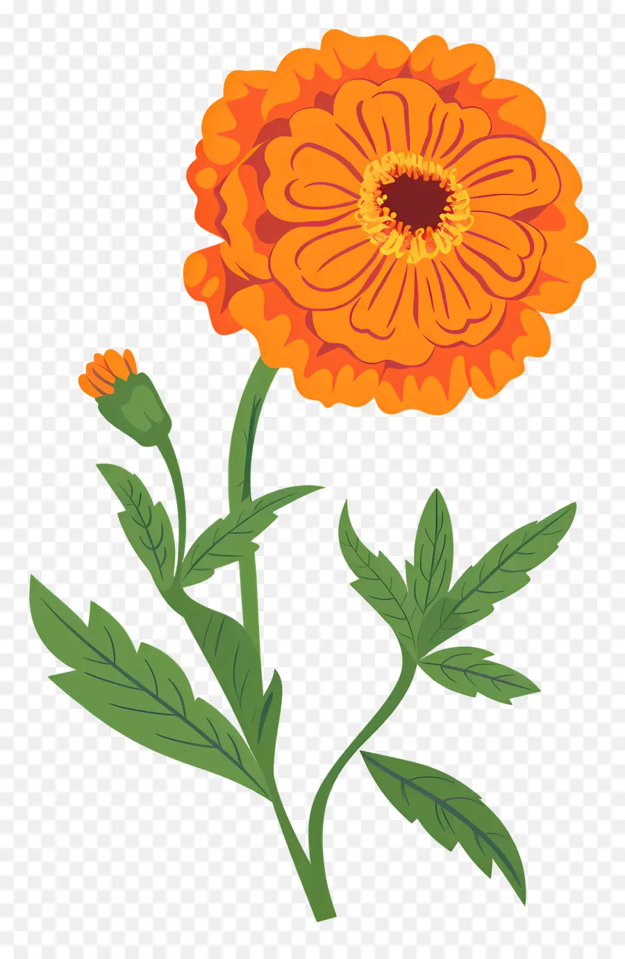 Bunga Marigold，Marigold PNG