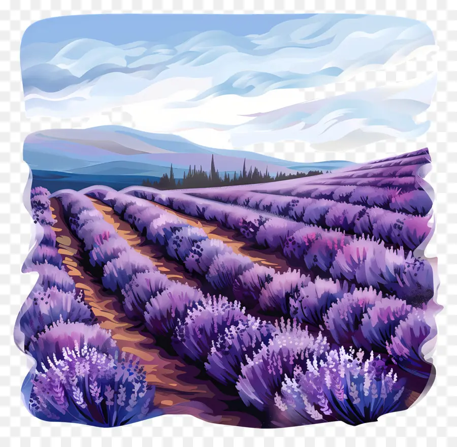 Bidang Lavender，Lavender PNG