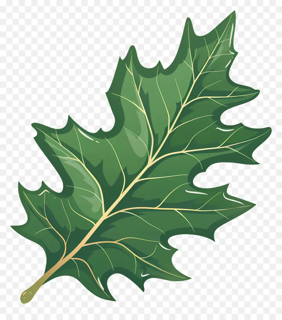 Holly Daun，Hijau Daun PNG