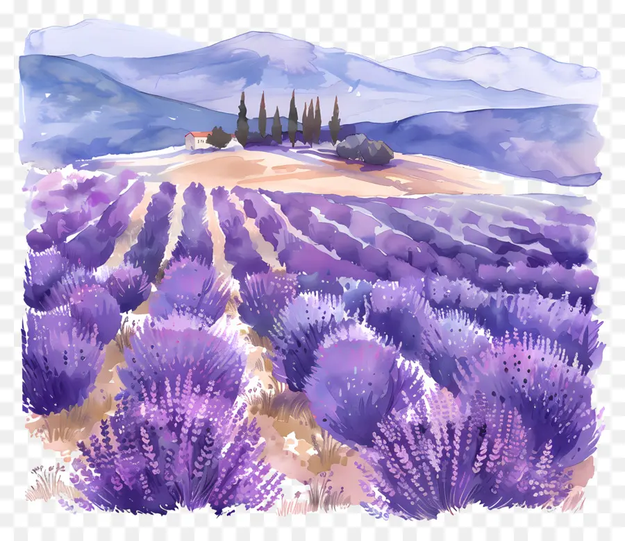 Bidang Lavender，Lukisan Cat Air PNG