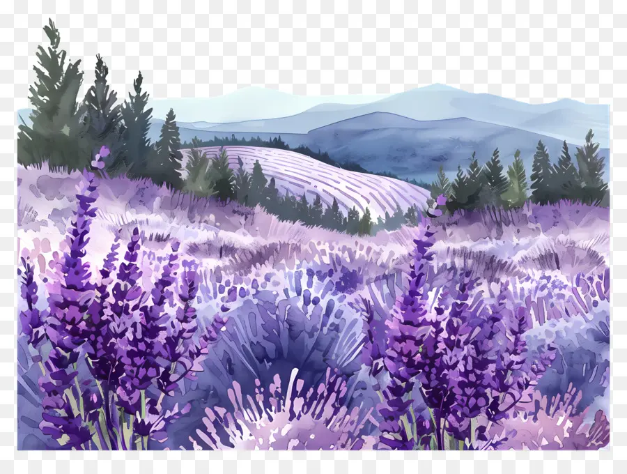 Bidang Lavender，Bunga Lavender PNG