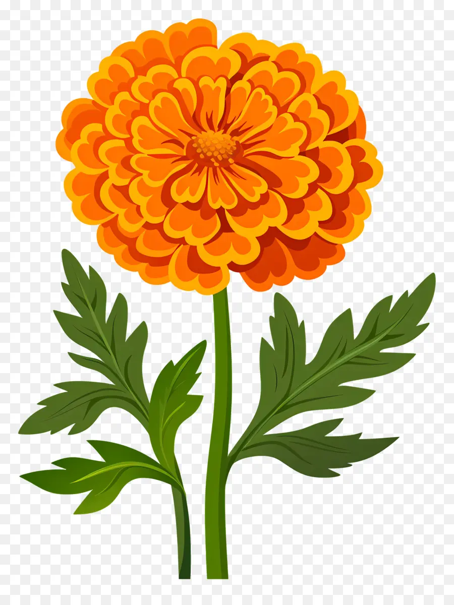 Bunga Marigold，Marigold PNG