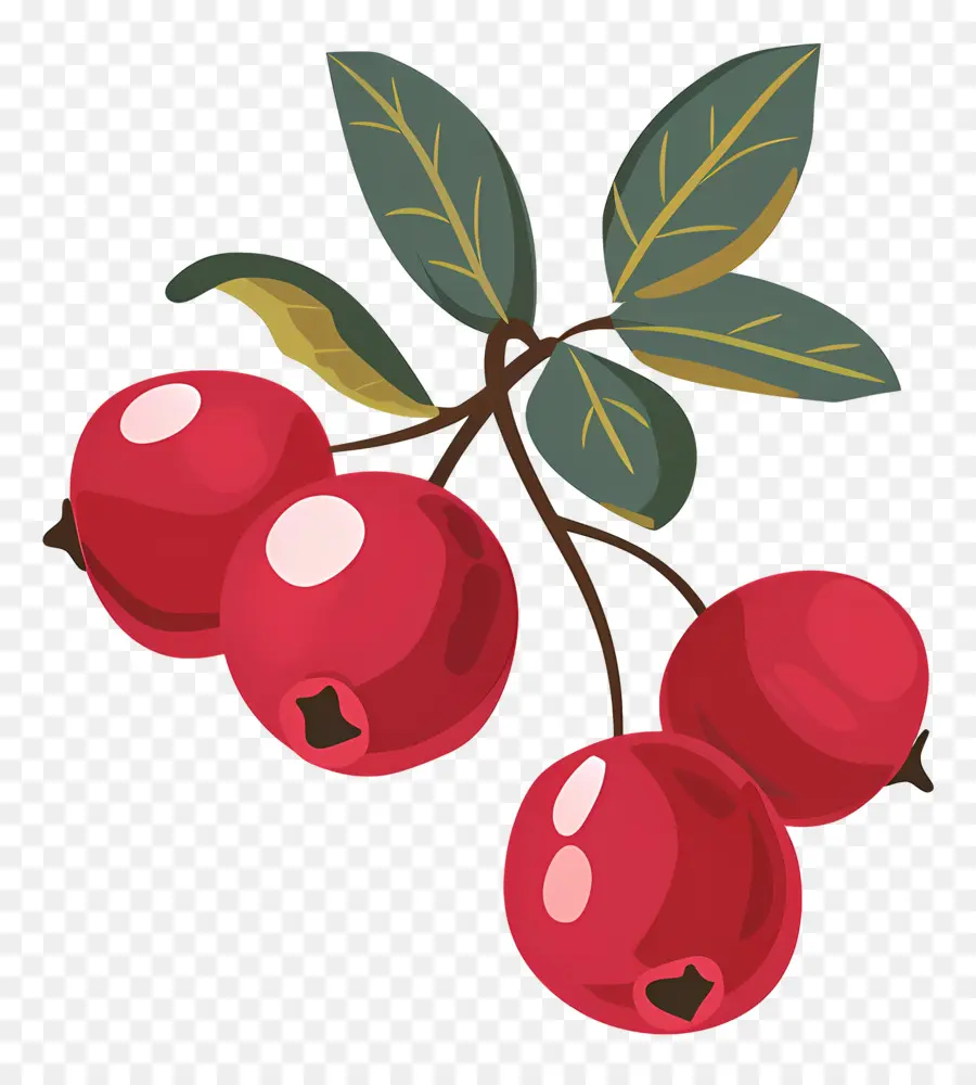 Cranberry，Buah Merah PNG