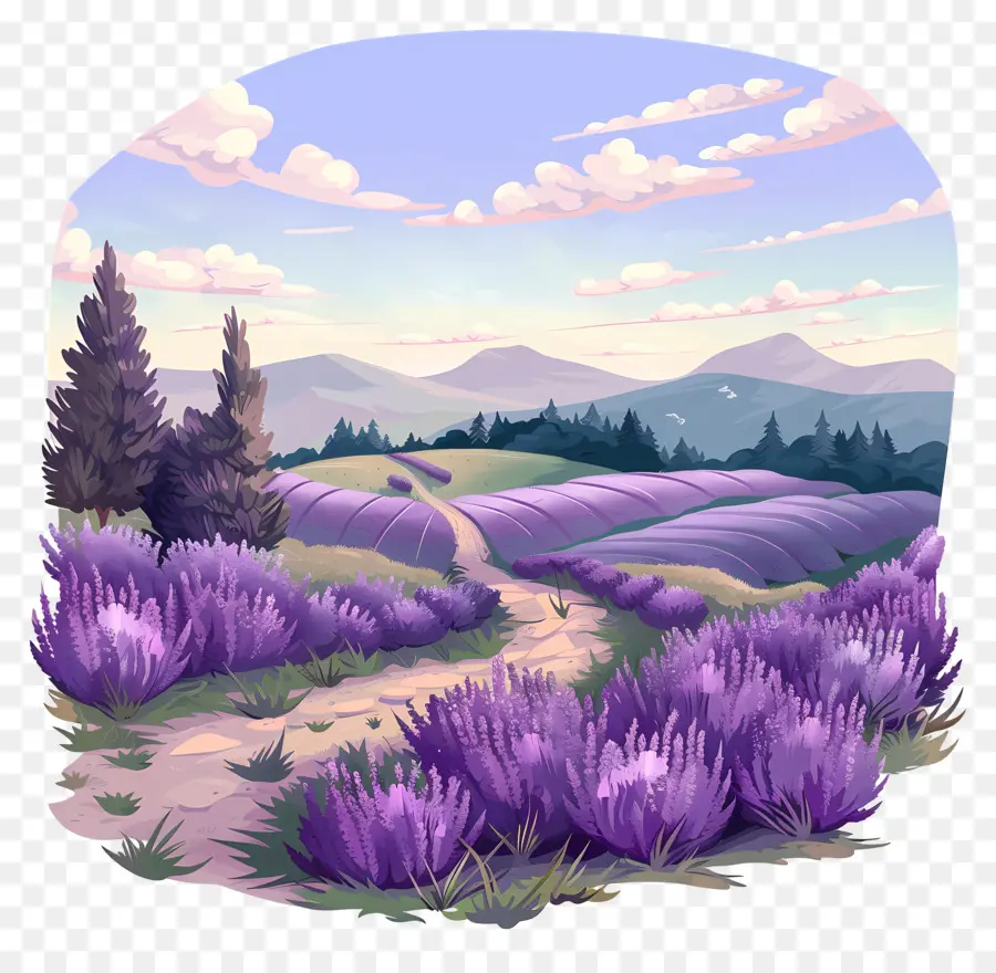 Bidang Lavender，Lavender PNG