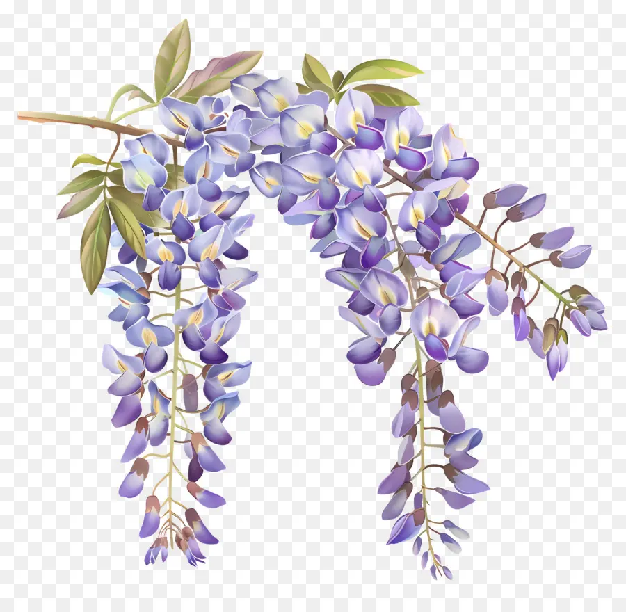 Bunga Wisteria，Bunga Ungu PNG