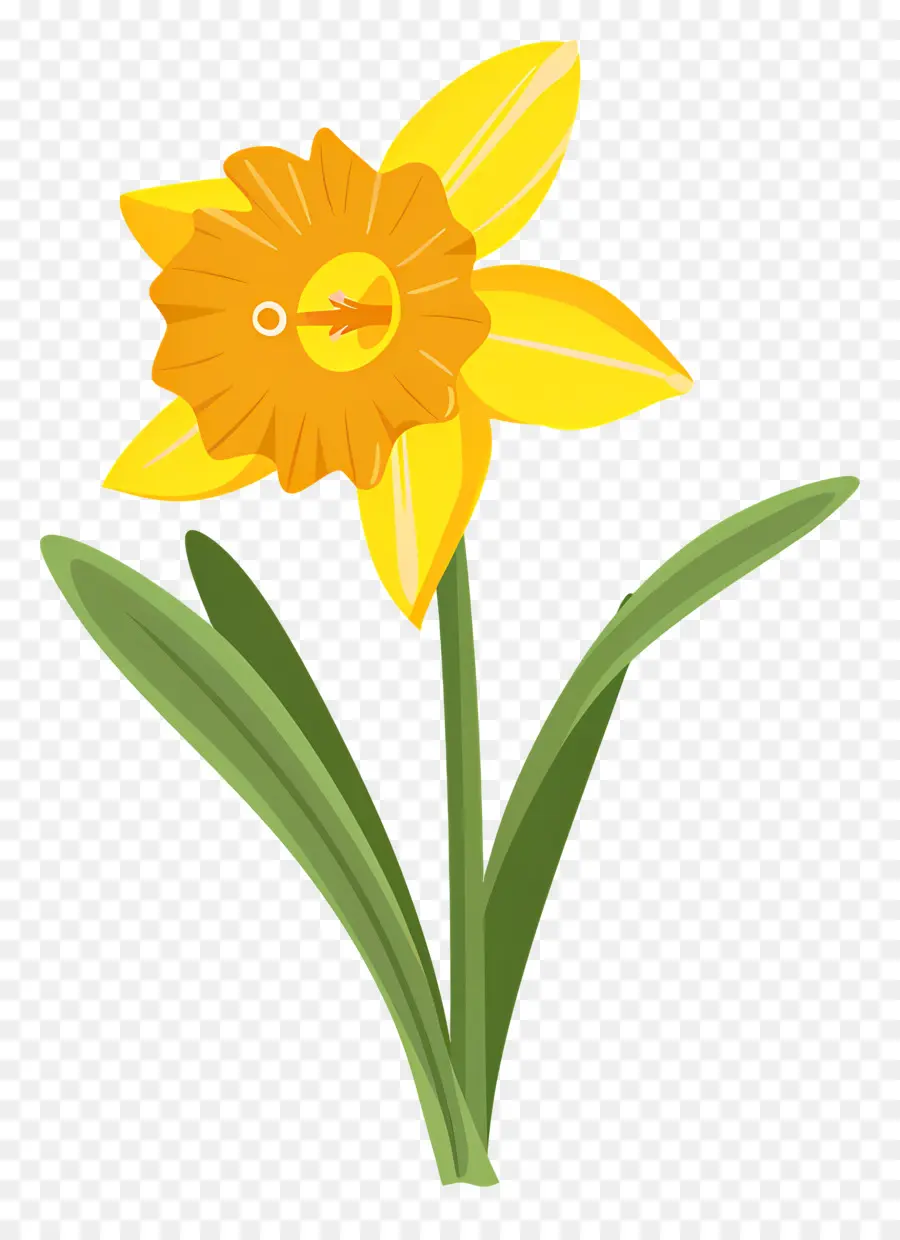 Bunga Bakung，Daffodil PNG