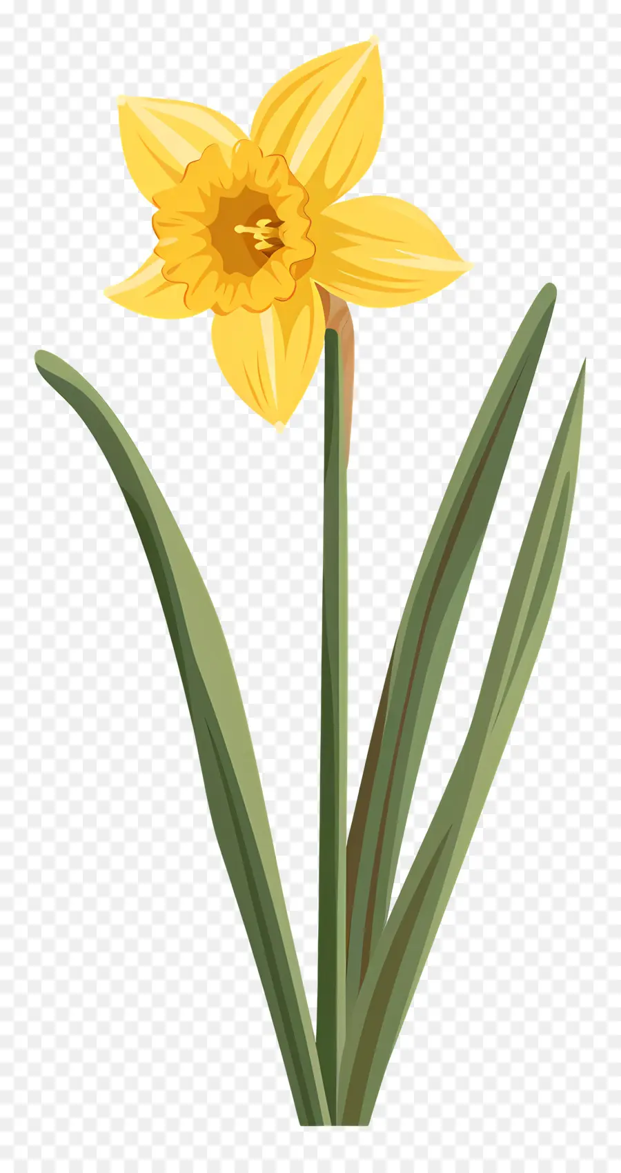 Bunga Bakung，Daffodil PNG