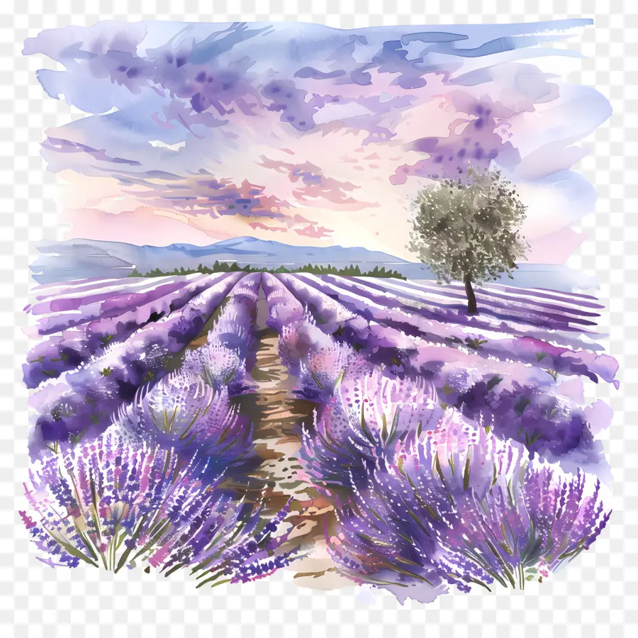 Bidang Lavender，Lukisan Cat Air PNG