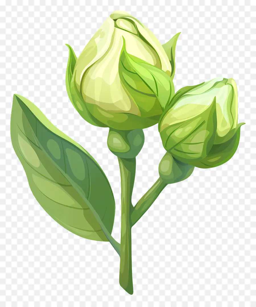 Hijau Rose，Tulip PNG