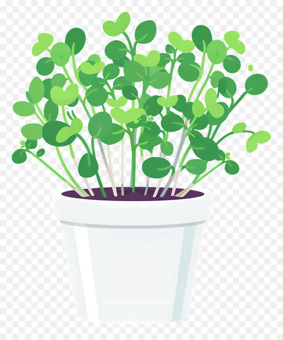 Pot Microgreens，Houseplant PNG