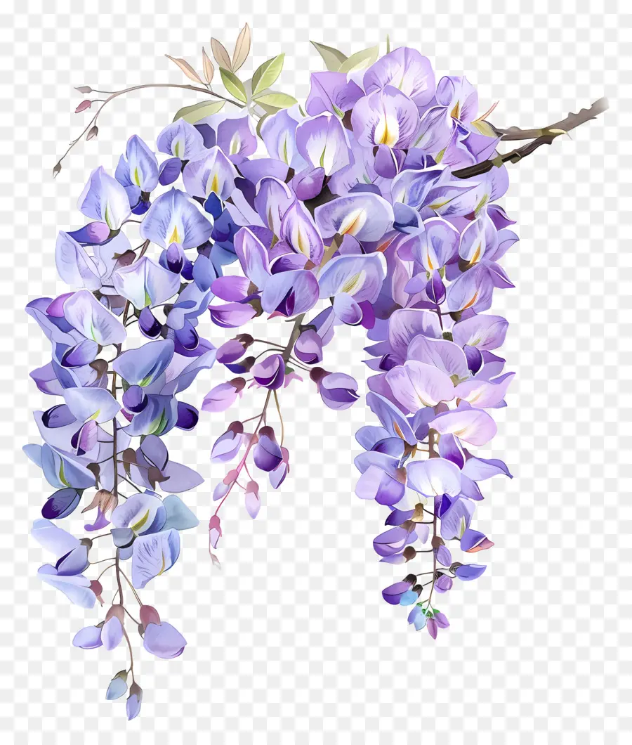 Bunga Wisteria，Bunga Ungu PNG