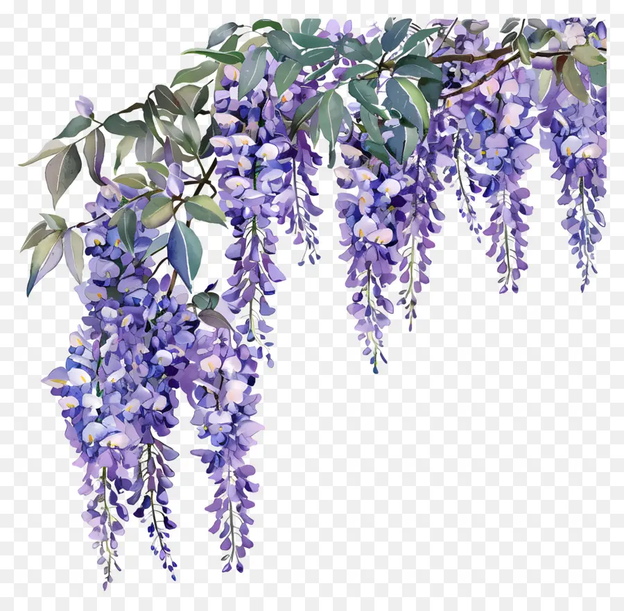 Bunga Wisteria，Wisteria Pohon PNG