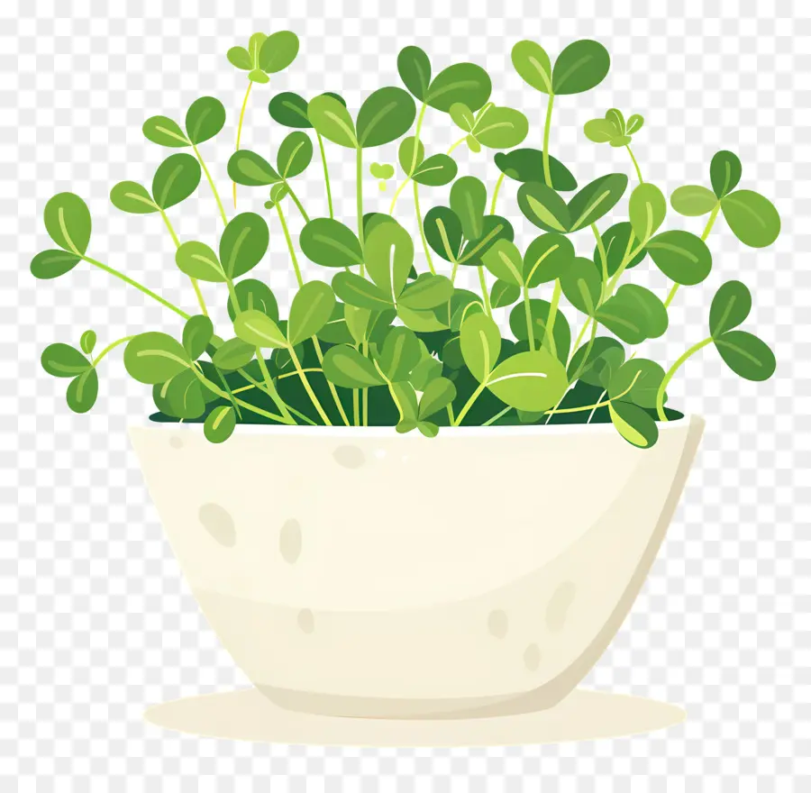 Pot Microgreens，Kecambah PNG