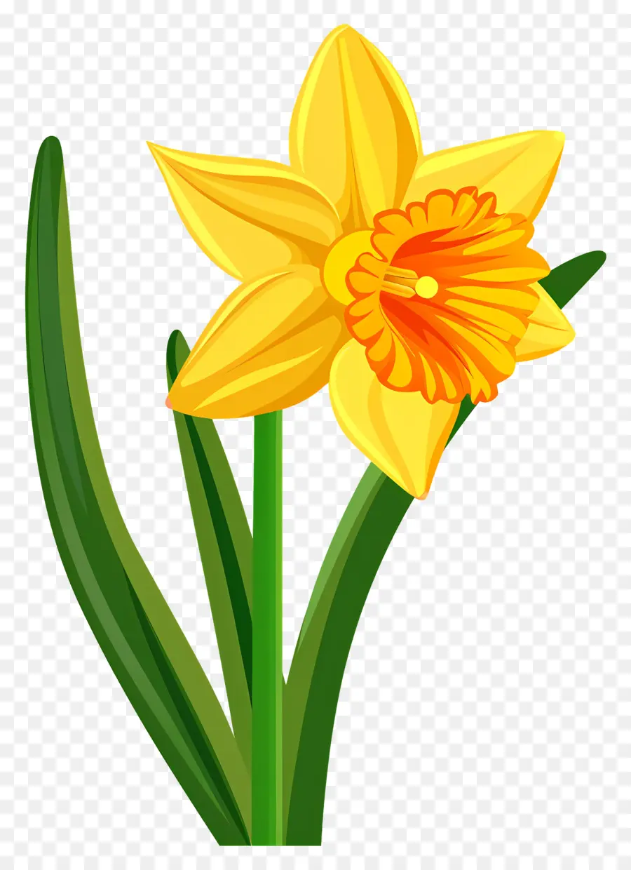 Bunga Bakung，Daffodil PNG