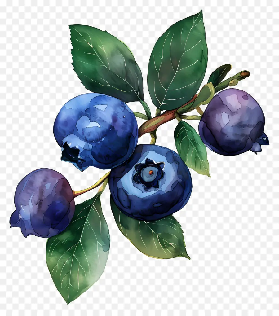 Blueberry，Matang PNG