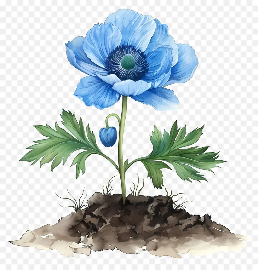 Bunga Biru，Poppy Biru PNG