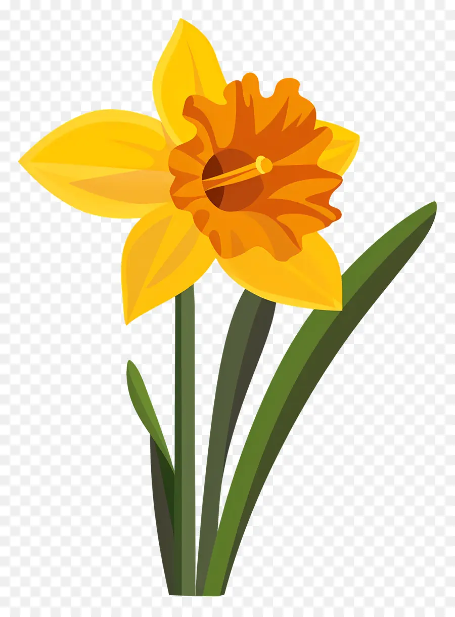 Bunga Bakung，Daffodil PNG