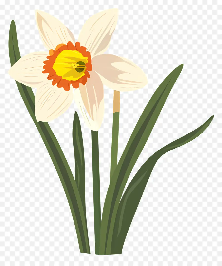 Bunga Bakung，Daffodil PNG