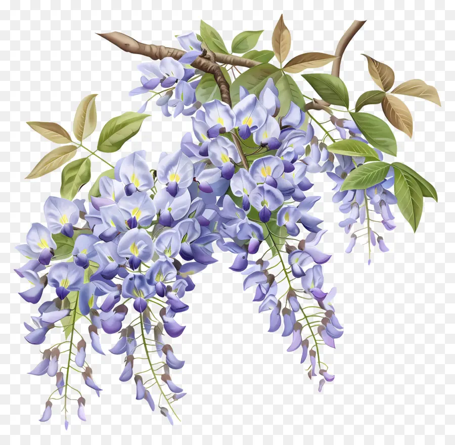 Bunga Wisteria，Wisteria Bunga PNG