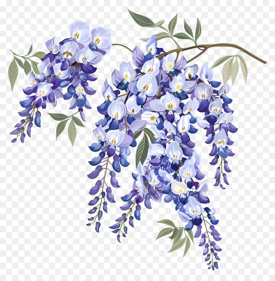 Bunga Wisteria，Bunga Bunga Ungu PNG