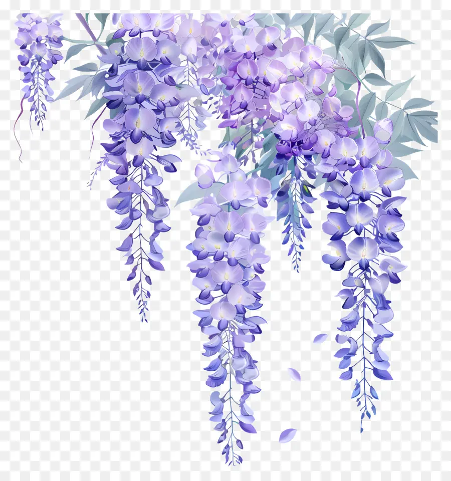 Bunga Wisteria，Wisteria PNG