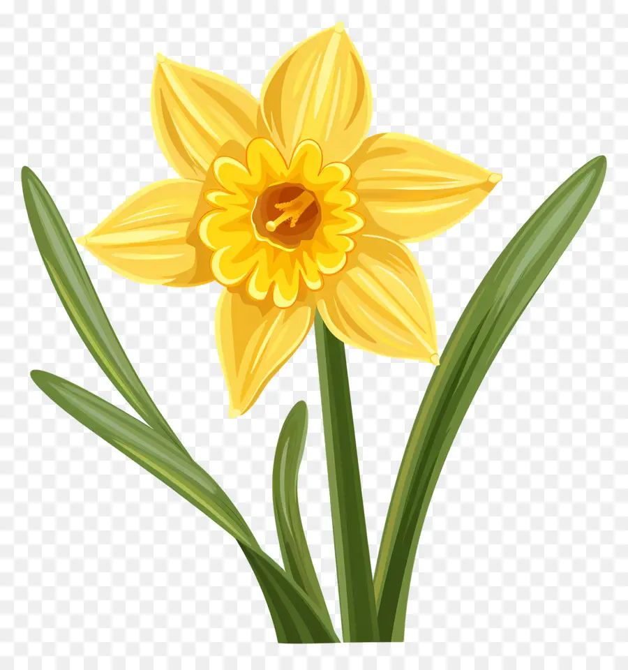 Bunga Bakung，Daffodil PNG