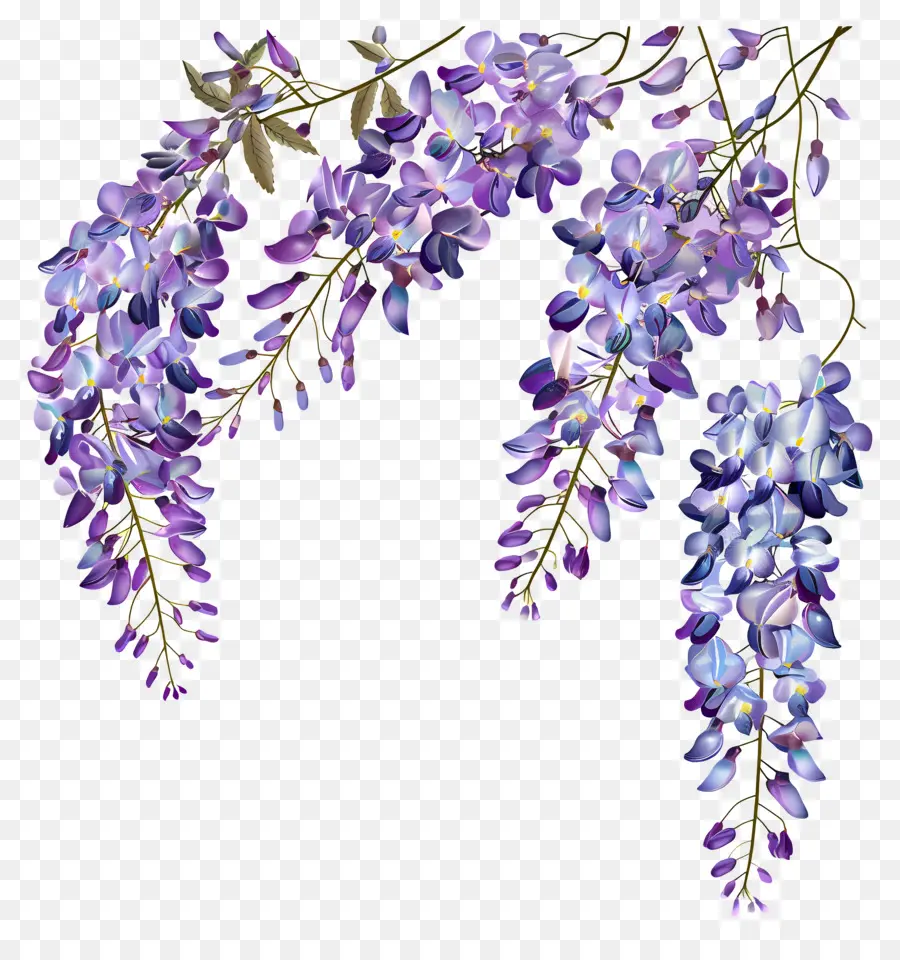 Bunga Wisteria，Wisteria Vine PNG