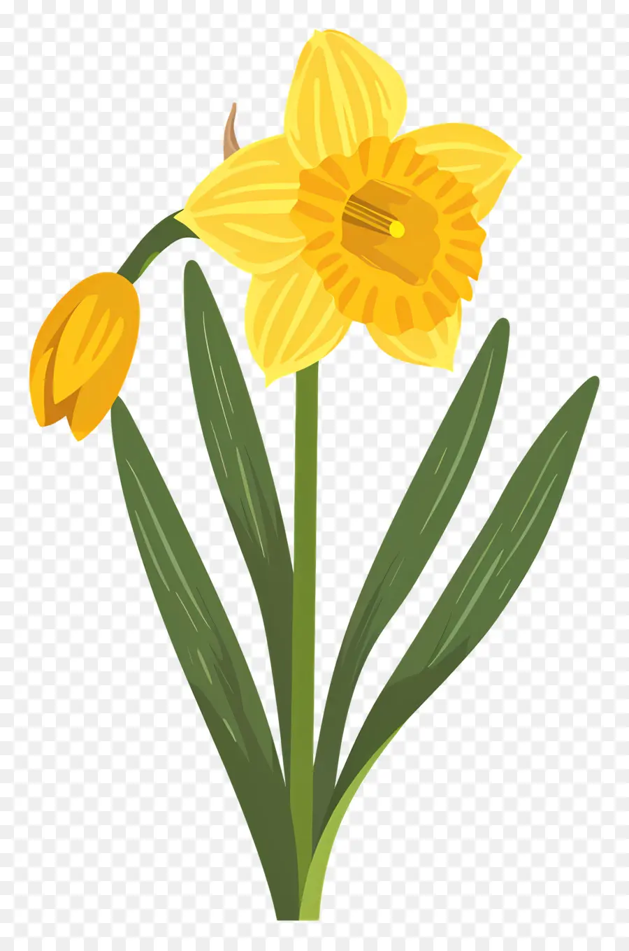 Bunga Bakung，Daffodil PNG