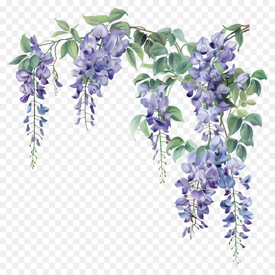 Bunga Wisteria，Wisteria PNG