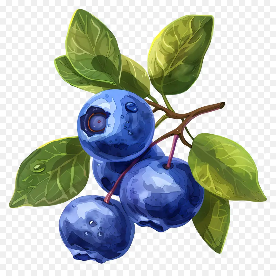 Blueberry，Blueberry PNG