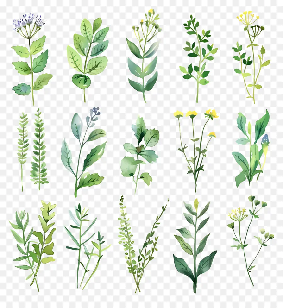 Herbal，Mint PNG