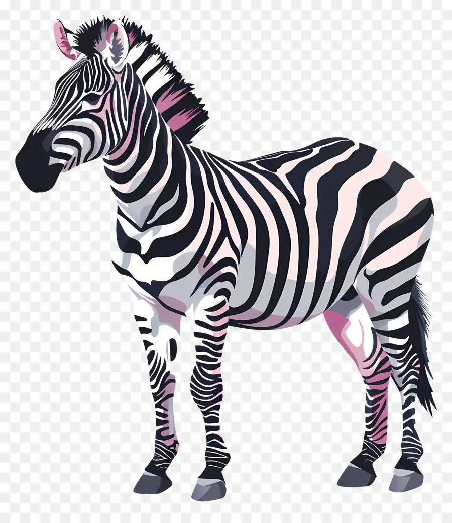 Zebra，Perilaku Hewan PNG