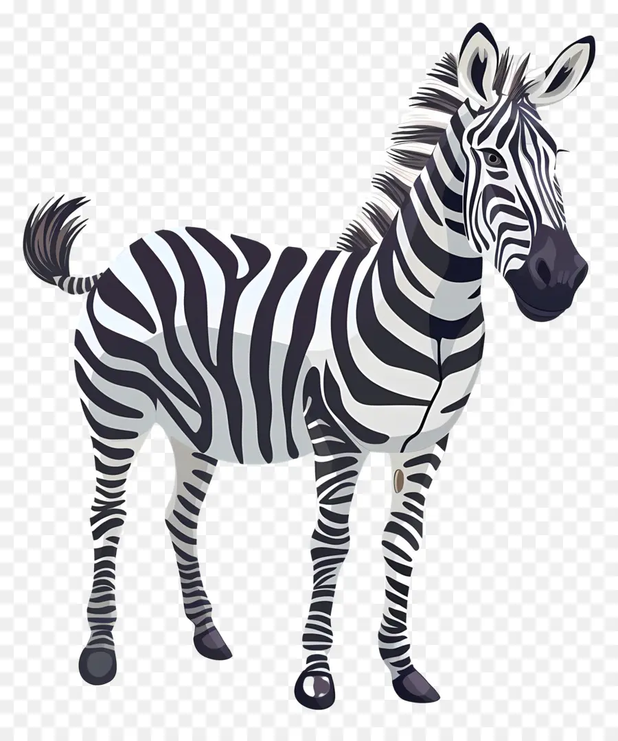 Zebra，Berdiri Di Kaki Belakang PNG