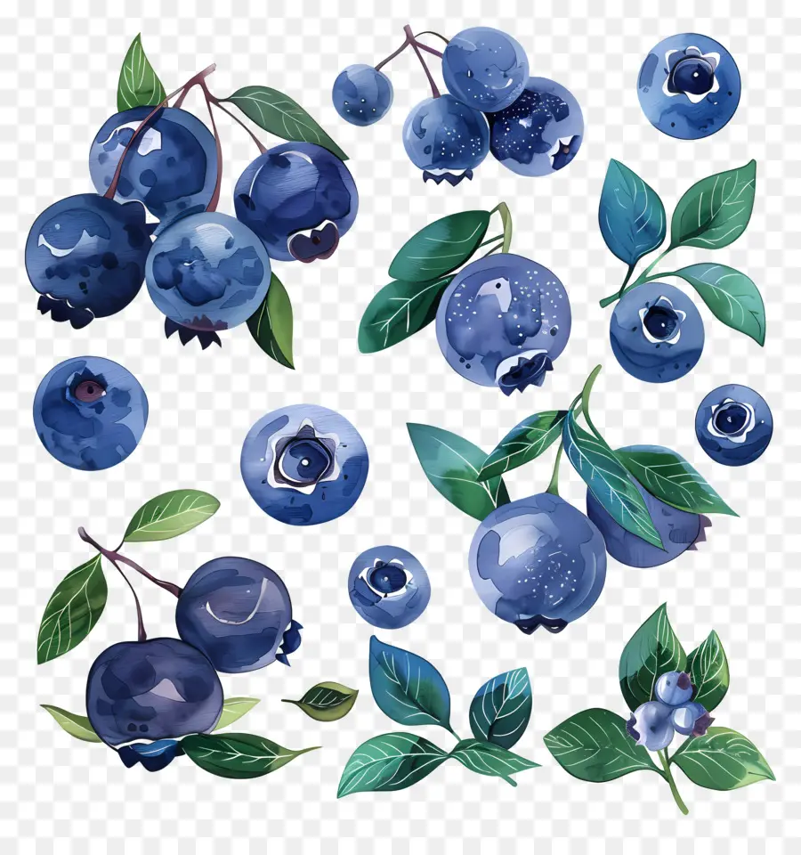 Blueberry，Ilustrasi Cat Air PNG