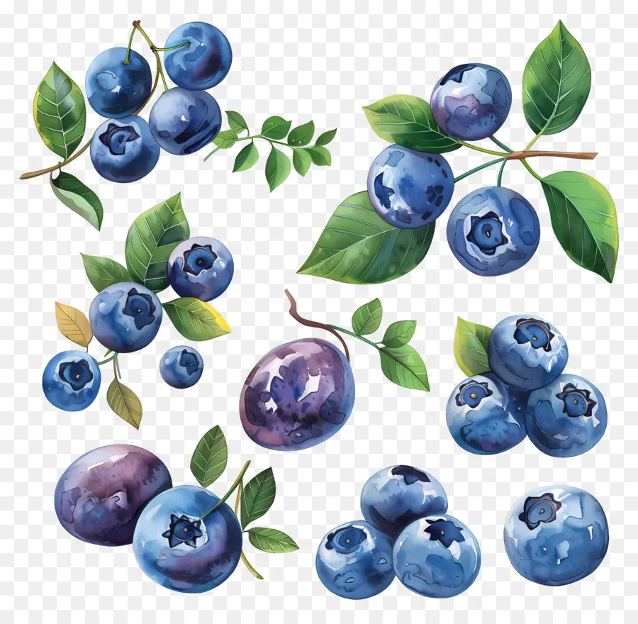 Blueberry，Lukisan Cat Air PNG