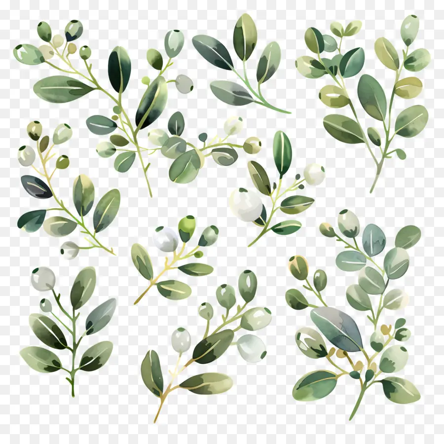 Mistletoe，Tanaman Hijau PNG