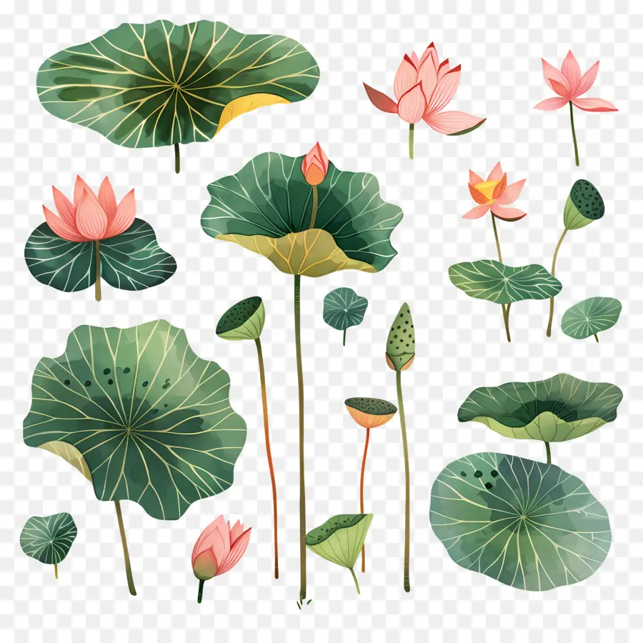 Lotus，Lili Air PNG