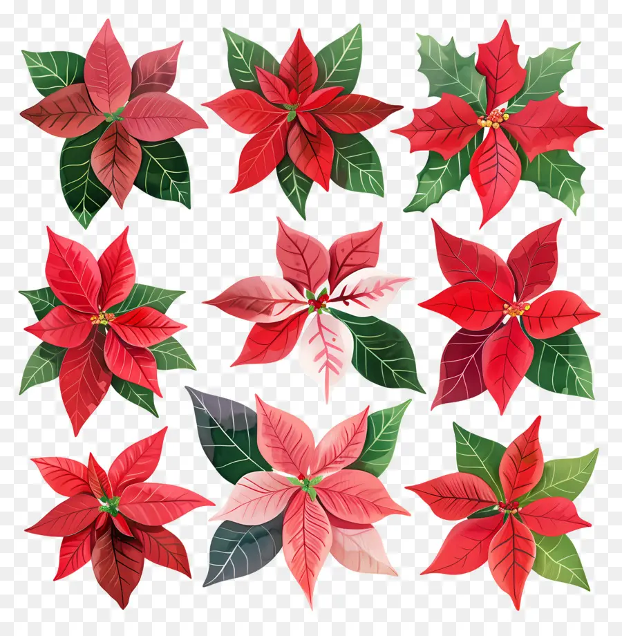 Poinsettia，Merah PNG