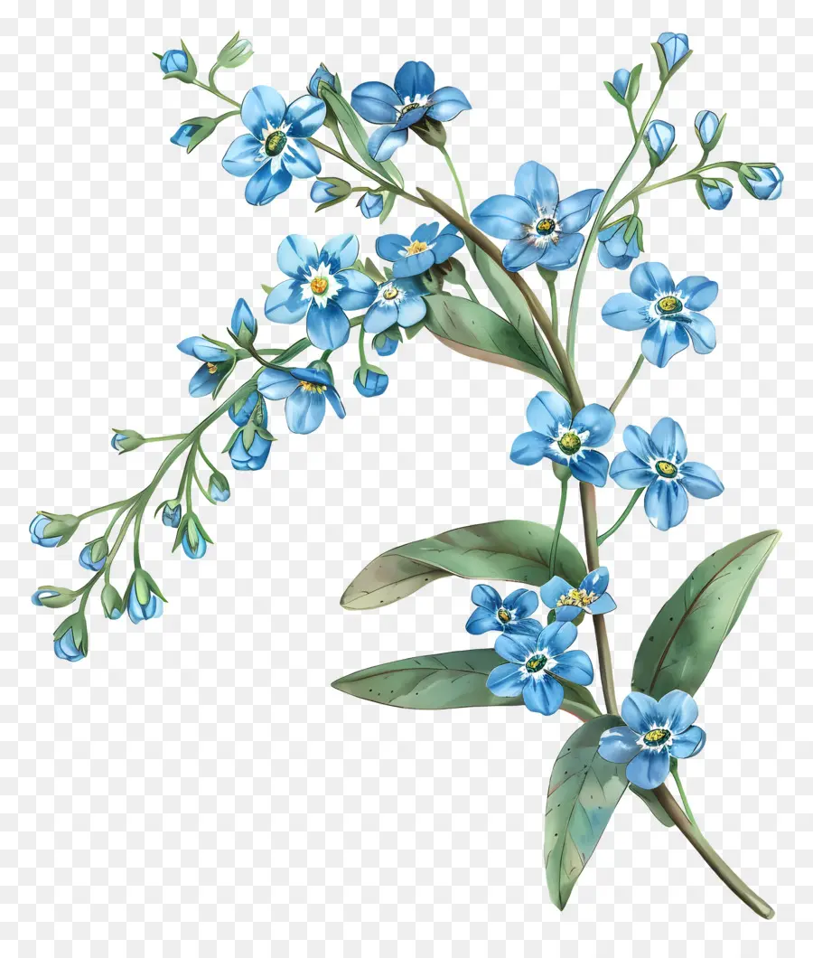 Bunga Bunga Biru，Forgetmenot PNG